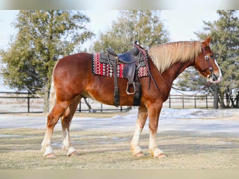 Draft Horse Gelding 8 years 15,2 hh Sorrel in Fairbanks IA