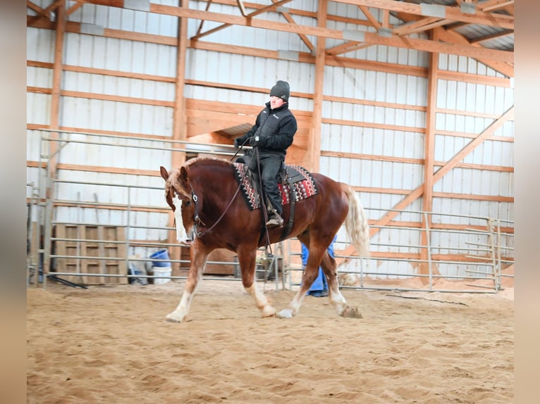 Draft Horse Gelding 8 years 15,2 hh Sorrel in Fairbanks IA