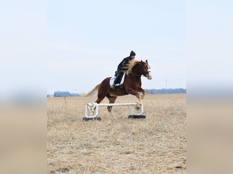 Draft Horse Gelding 8 years 15,2 hh Sorrel in Fairbanks IA