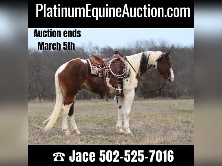 Draft Horse Gelding 8 years 15,2 hh Tobiano-all-colors in Waco TX