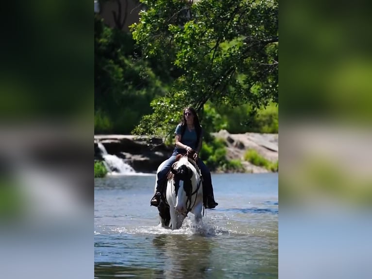 Draft Horse Mix Gelding 8 years 15,2 hh in Dublin, TX