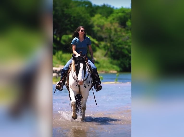 Draft Horse Mix Gelding 8 years 15,2 hh in Dublin, TX