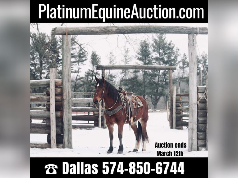 Draft Horse Gelding 8 years 15,3 hh Bay in North Judson IN