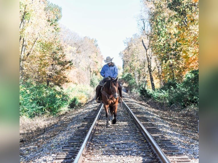 Draft Horse Mix Gelding 8 years 15,3 hh Bay in Sullivan, IL