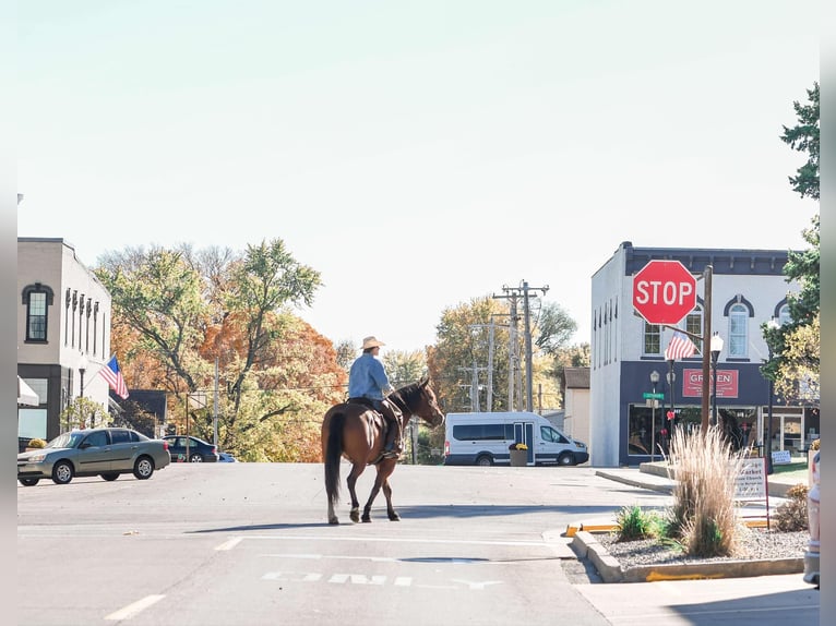 Draft Horse Mix Gelding 8 years 15,3 hh Bay in Sullivan, IL