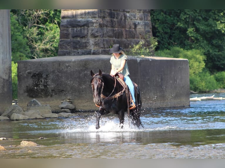 Draft Horse Mix Gelding 8 years 15,3 hh Black in Shippenville, PA