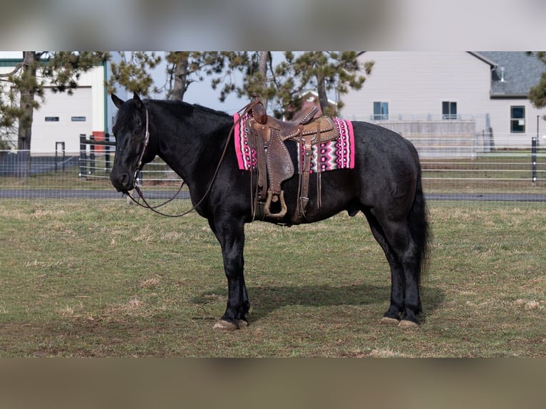 Draft Horse Mix Gelding 8 years 15.3 hh Roan-Blue in Fredericksburg