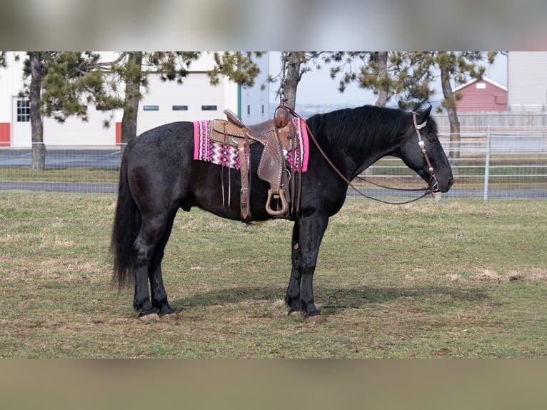 Draft Horse Mix Gelding 8 years 15.3 hh Roan-Blue in Fredericksburg