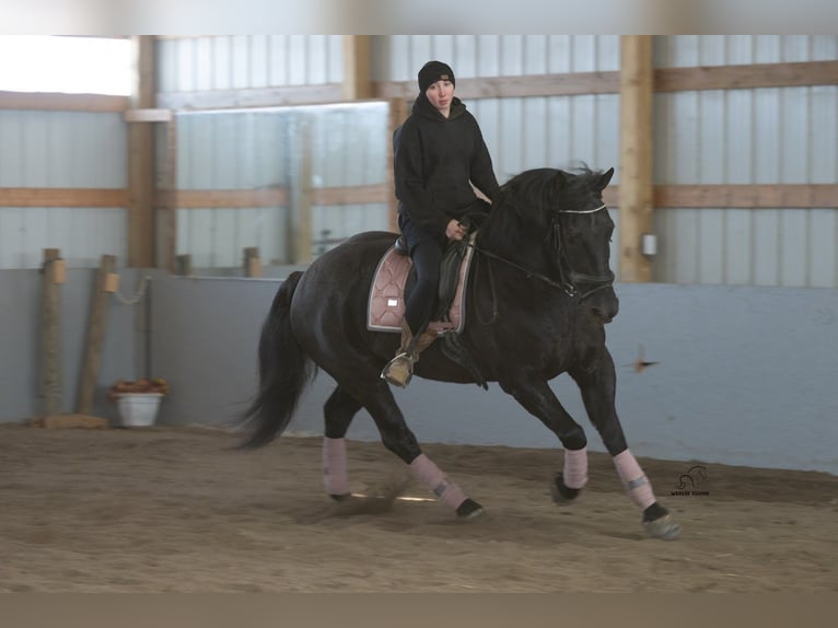 Draft Horse Mix Gelding 8 years 15.3 hh Roan-Blue in Fredericksburg