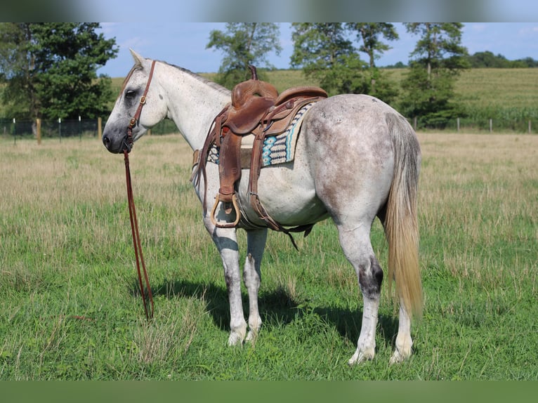 Draft Horse Gelding 8 years 15 hh Gray-Dapple in Sonara KY