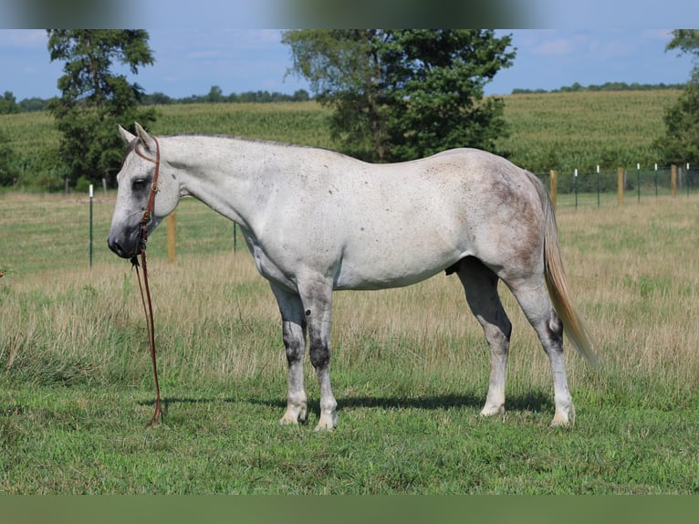 Draft Horse Gelding 8 years 15 hh Gray-Dapple in Sonara KY