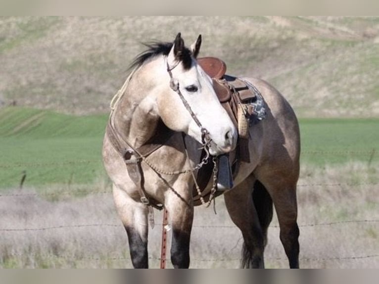 Draft Horse Gelding 8 years 15 hh Grey in Paicines CA