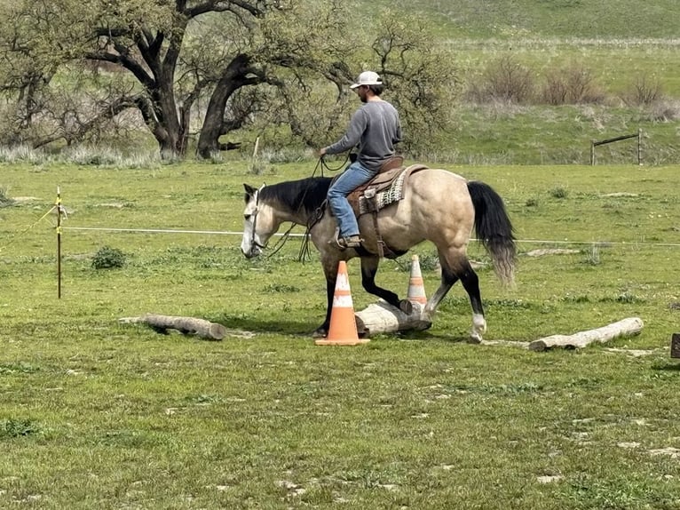 Draft Horse Gelding 8 years 15 hh Grey in Paicines CA