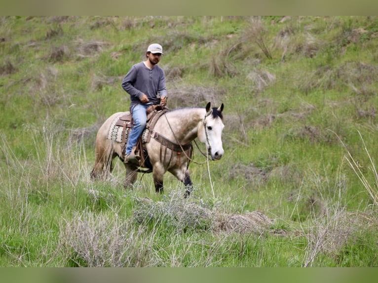 Draft Horse Gelding 8 years 15 hh Grey in Paicines CA