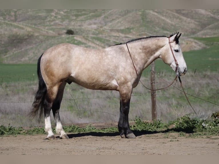 Draft Horse Gelding 8 years 15 hh Grey in Paicines CA
