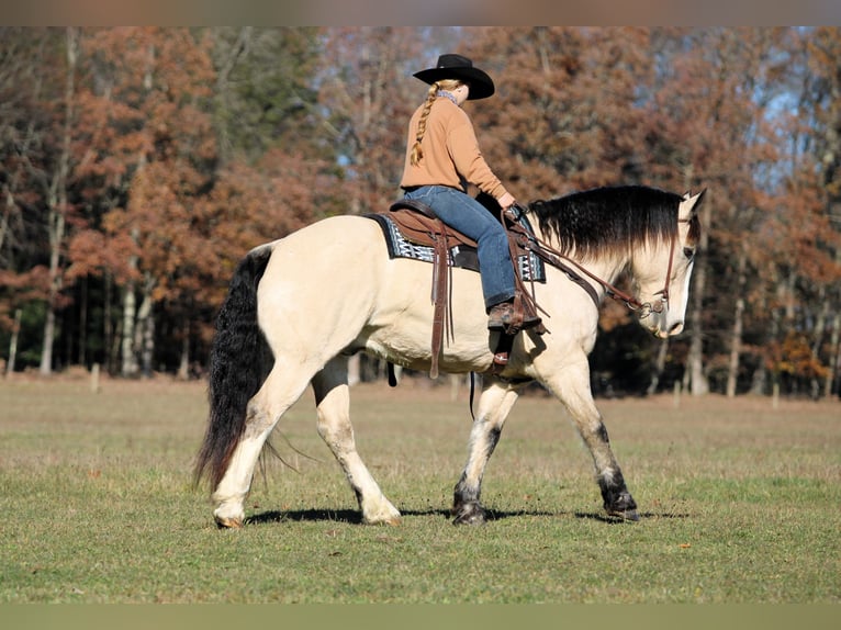 Draft Horse Mix Gelding 8 years 15,2 hh Buckskin in Clarion