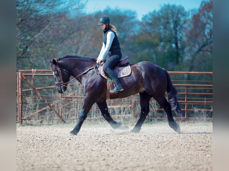 Draft Horse Mix Gelding 8 years 15,3 hh Roan-Blue in Athens