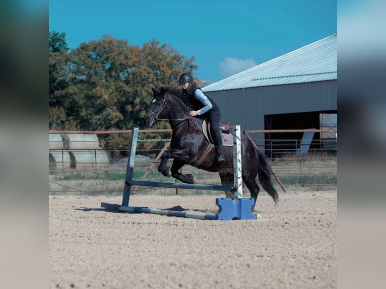 Draft Horse Mix Gelding 8 years 15,3 hh Roan-Blue in Athens