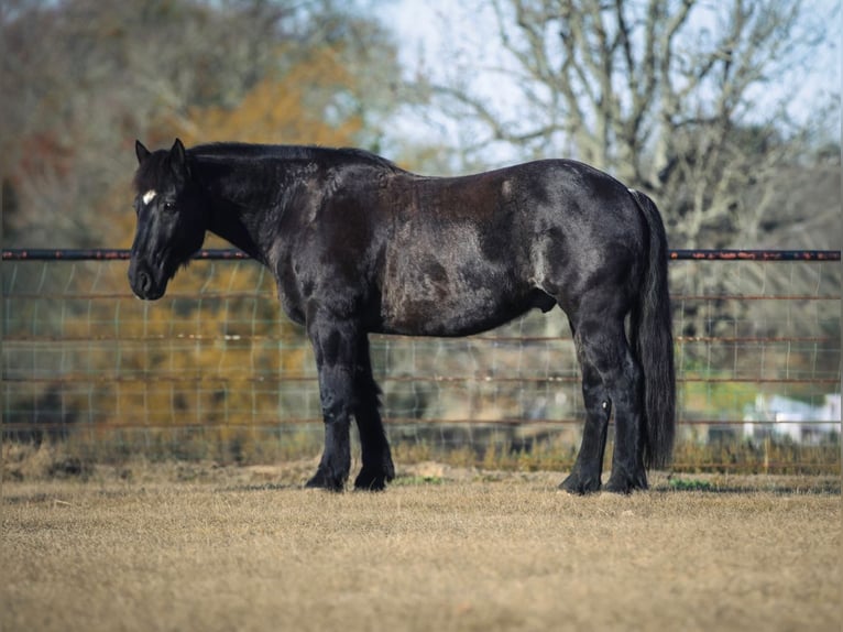 Draft Horse Mix Gelding 8 years 15,3 hh Roan-Blue in Athens