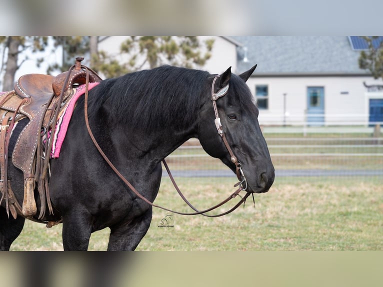 Draft Horse Mix Gelding 8 years 15,3 hh Roan-Blue in Fredericksburg