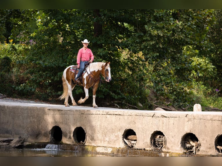 Draft Horse Gelding 8 years 16.1 hh Tobiano-all-colors in Ewing Ky