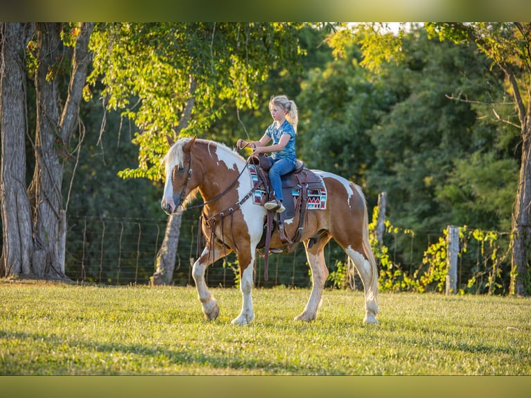 Draft Horse Gelding 8 years 16.1 hh Tobiano-all-colors in Ewing Ky