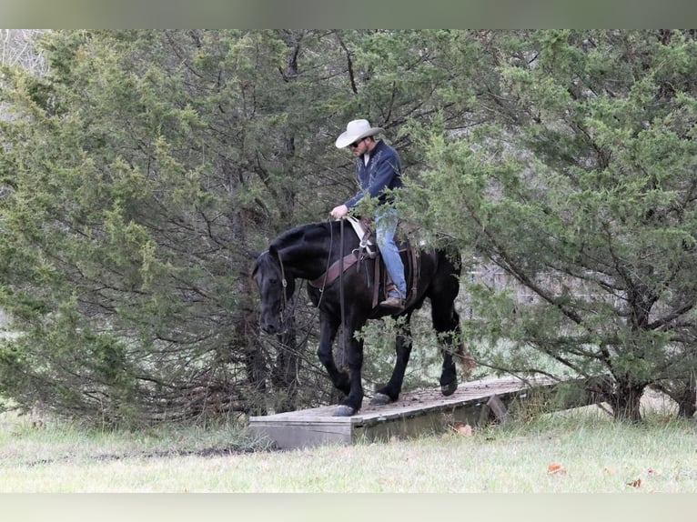 Draft Horse Mix Gelding 8 years 16,2 hh Black in Mt Vernon, MO