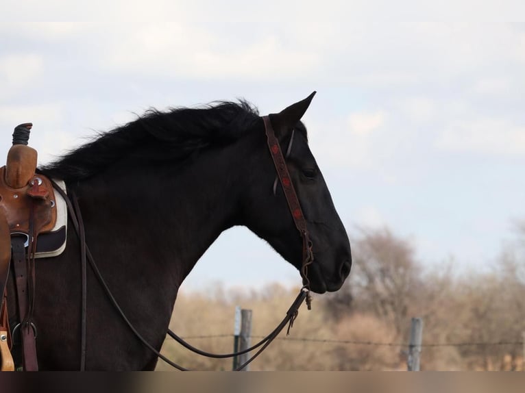 Draft Horse Mix Gelding 8 years 16,2 hh Black in Mt Vernon, MO