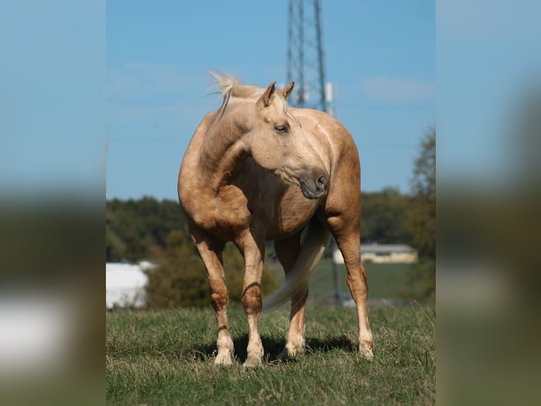 Draft Horse Mix Gelding 8 years 16,2 hh Palomino in Baxter Springs