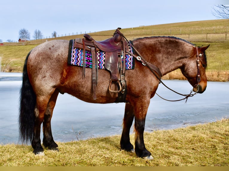 Draft Horse Mix Gelding 8 years 16.3 hh Roan-Bay in Fresno