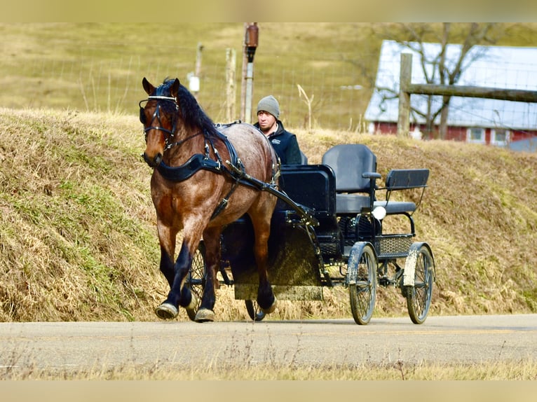 Draft Horse Mix Gelding 8 years 16.3 hh Roan-Bay in Fresno