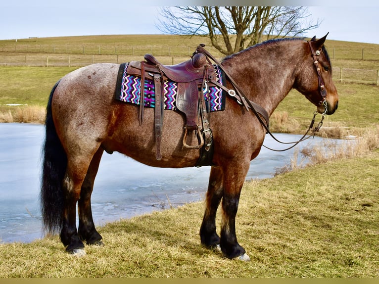 Draft Horse Mix Gelding 8 years 16.3 hh Roan-Bay in Fresno