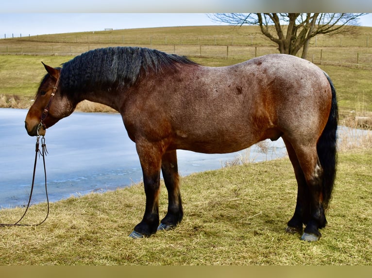 Draft Horse Mix Gelding 8 years 16.3 hh Roan-Bay in Fresno