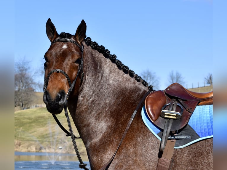 Draft Horse Mix Gelding 8 years 16.3 hh Roan-Bay in Fresno