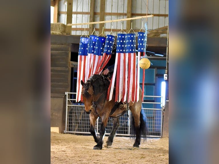 Draft Horse Mix Gelding 8 years 16.3 hh Roan-Bay in Fresno