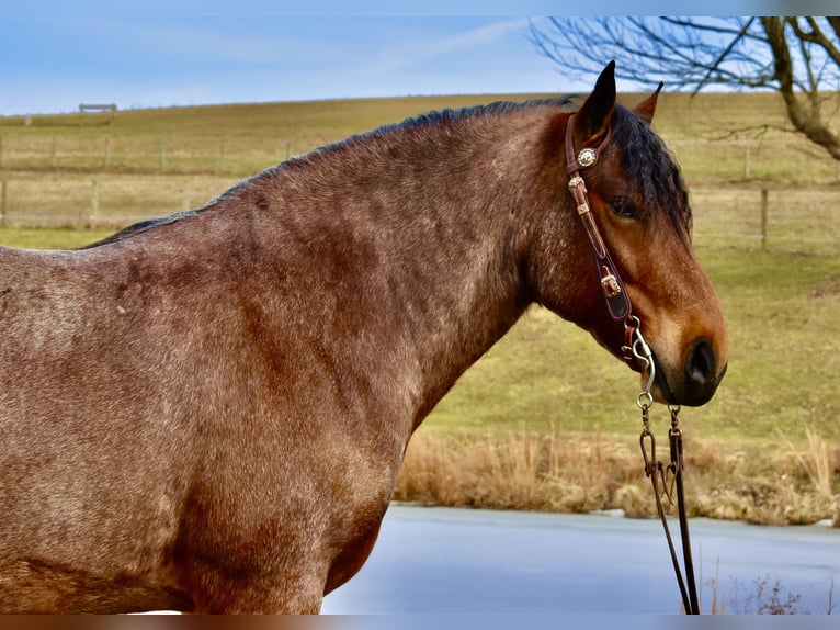 Draft Horse Mix Gelding 8 years 16.3 hh Roan-Bay in Fresno