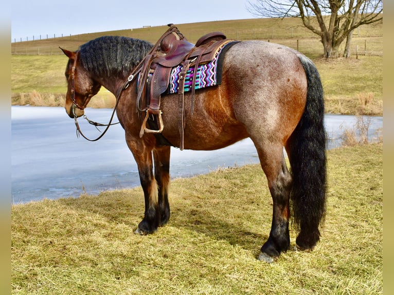 Draft Horse Mix Gelding 8 years 16.3 hh Roan-Bay in Fresno