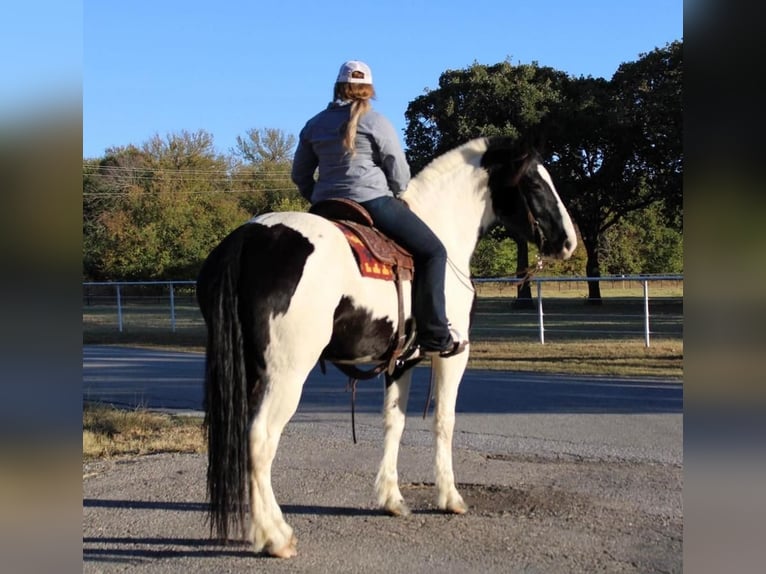 Draft Horse Mix Gelding 8 years 16,3 hh in Pilot Point, TX