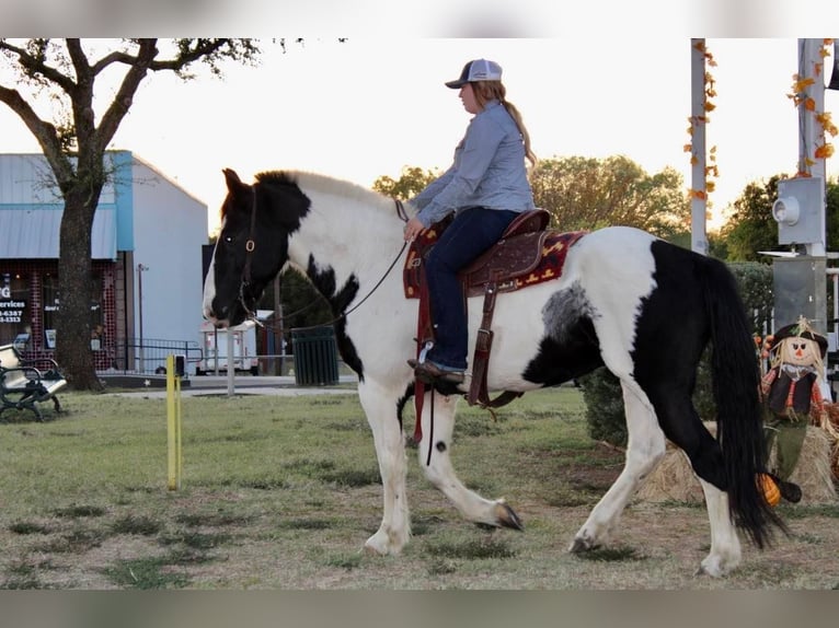 Draft Horse Mix Gelding 8 years 16,3 hh in Pilot Point, TX