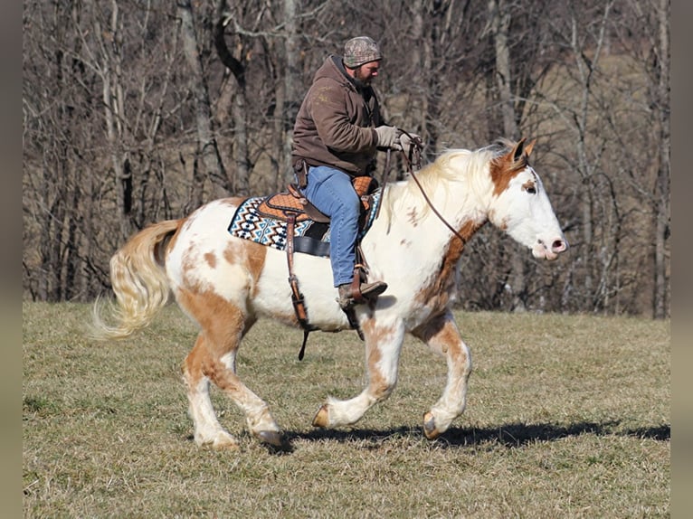 Draft Horse Gelding 8 years 16 hh Overo-all-colors in Mount Vernon KY