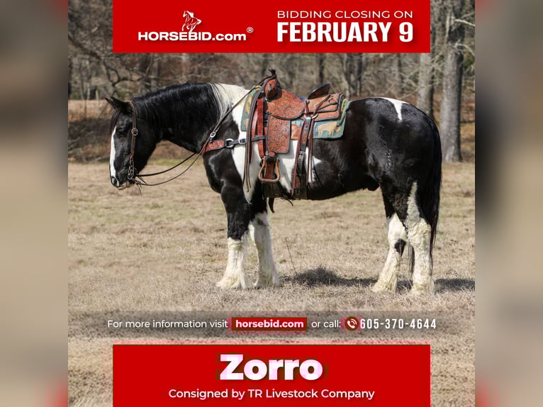 Draft Horse Mix Gelding 8 years 16 hh Pinto in Rusk