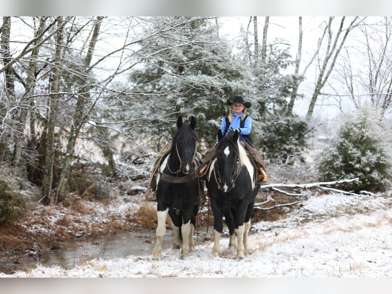 Draft Horse Mix Gelding 8 years 16 hh Pinto in Crab Orchard