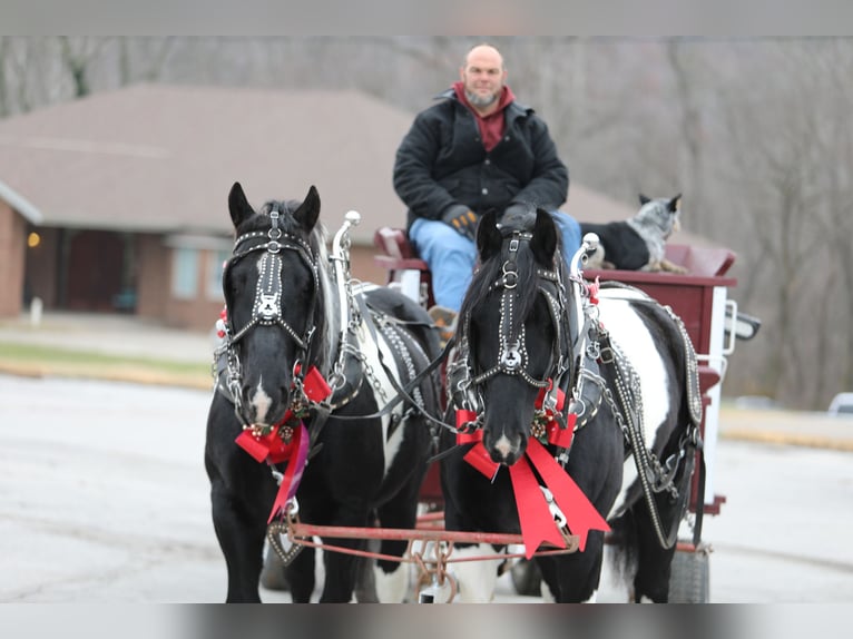 Draft Horse Mix Gelding 8 years 16 hh Pinto in Crab Orchard