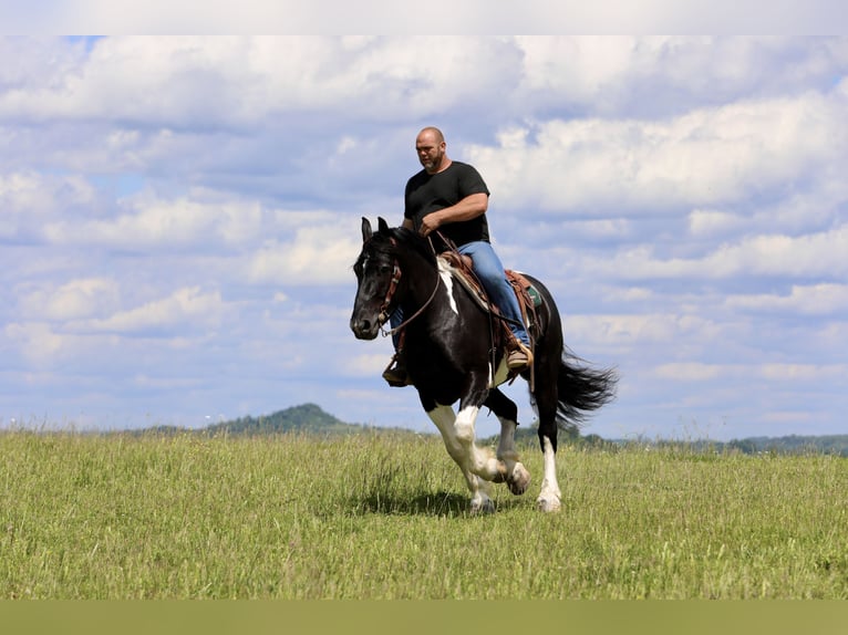 Draft Horse Mix Gelding 8 years 16 hh Pinto in Crab Orchard