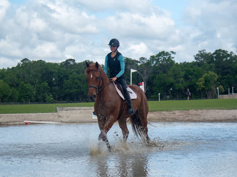 Draft Horse Mix Gelding 8 years 16 hh Sorrel in Ocala