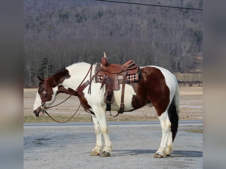 Draft Horse Mix Gelding 8 years 16 hh in Rebersburg, PA