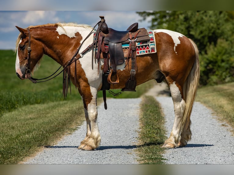 Draft Horse Gelding 8 years 16,1 hh Tobiano-all-colors in Ewing Ky