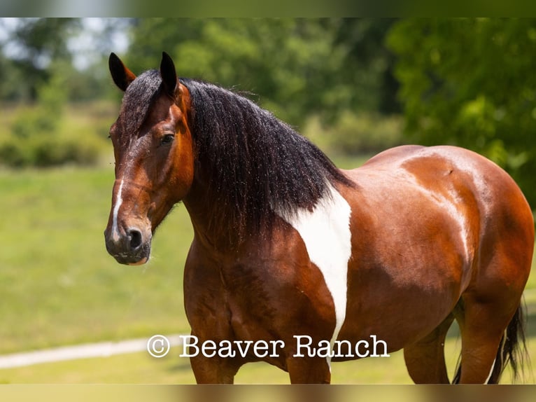 Draft Horse Gelding 8 years 16,2 hh Tobiano-all-colors in Mountain Grove MO
