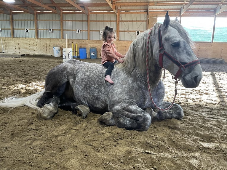 Draft Horse Gelding 8 years 16,3 hh Grey-Dapple in Warsaw, NY