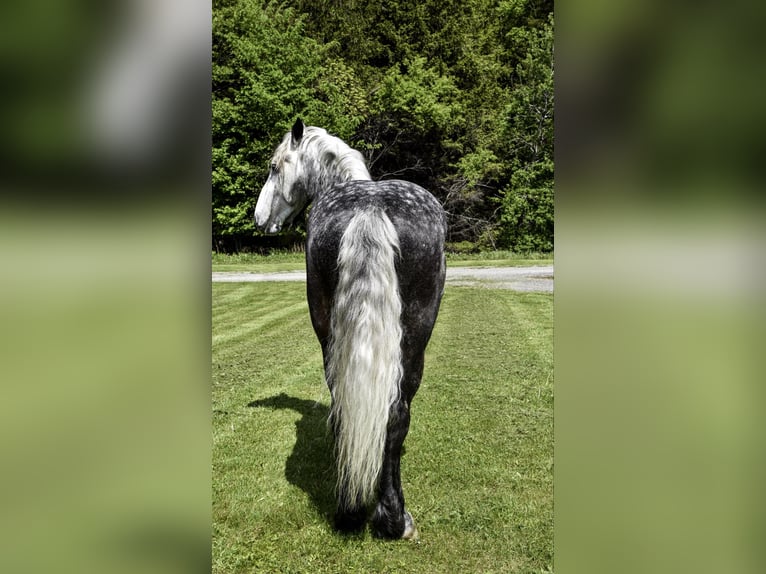 Draft Horse Gelding 8 years 16,3 hh Grey-Dapple in Warsaw, NY